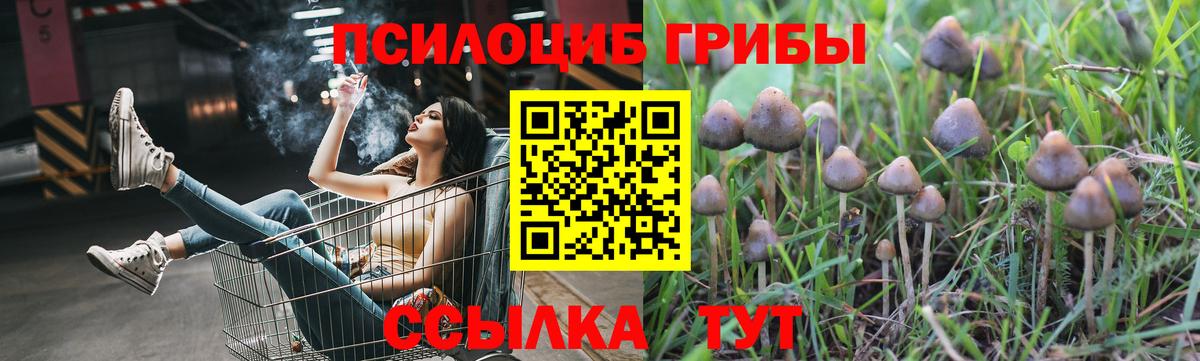 Псилоцибиновые грибы Psilocybe  Псилоцибиновые грибы прущие грибы  Ступино  Вход с VPN 
